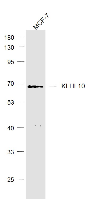 Human MCF-7 cell lysates probed with KLHL10 Polyclonal Antibody, Unconjugated (bs-8054R) at 1:1000 dilution and 4˚C overnight incubation. Followed by conjugated secondary antibody incubation at 1:20000 for 60 min at 37˚C.