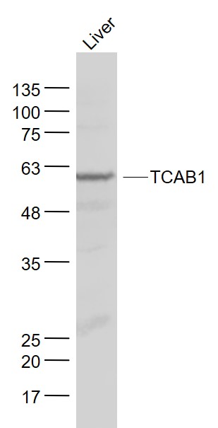 Mouse liver lysates probed with TCAB1 Polyclonal Antibody, Unconjugated (bs-8163R) at 1:1000 dilution and 4˚C overnight incubation. Followed by conjugated secondary antibody incubation at 1:20000 for 60 min at 37˚C.