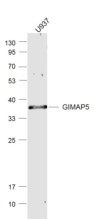 U937 cell lysates probed with GIMAP5 Polyclonal Antibody, Unconjugated (bs-8271R) at 1:1000 dilution and 4˚C overnight incubation. Followed by conjugated secondary antibody incubation at 1:20000 for 60 min at 37˚C.
