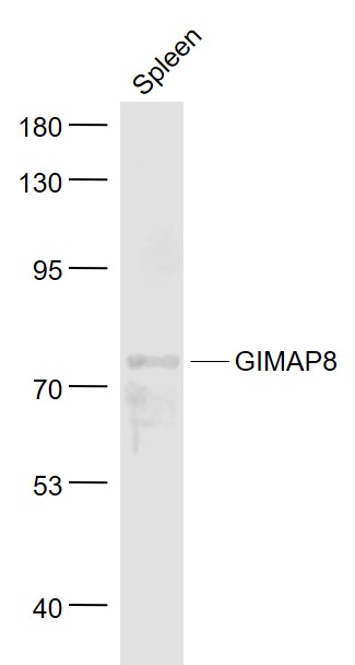 Mouse spleen lysates probed with GIMAP8 Polyclonal Antibody, Unconjugated (bs-8274R) at 1:1000 dilution and 4˚C overnight incubation. Followed by conjugated secondary antibody incubation at 1:20000 for 60 min at 37˚C.