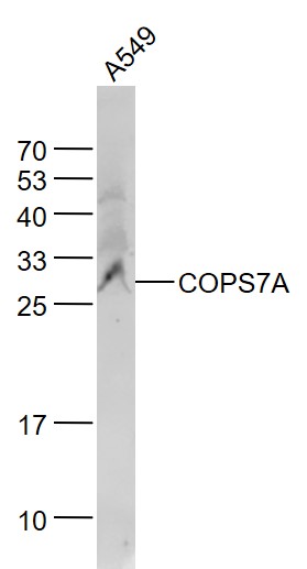 Human A549 cell lysates probed with COPS7A Polyclonal Antibody, Unconjugated (bs-9124R) at 1:1000 dilution and 4˚C overnight incubation. Followed by conjugated secondary antibody incubation at 1:20000 for 60 min at 37˚C.