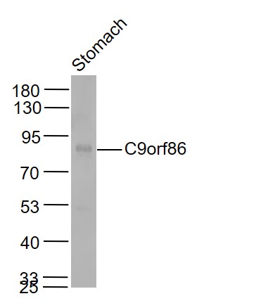 Mouse stomach lysates probed with C9orf86 Polyclonal Antibody, Unconjugated (bs-9545R) at 1:1000 dilution and 4˚C overnight incubation. Followed by conjugated secondary antibody incubation at 1:20000 for 60 min at 37˚C.