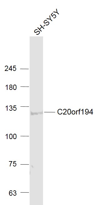 SH-SY5Y cell lysates probed with C20orf194 Polyclonal Antibody, Unconjugated (bs-9697R) at 1:1000 dilution and 4˚C overnight incubation. Followed by conjugated secondary antibody incubation at 1:20000 for 60 min at 37˚C.