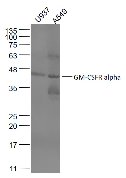 Lane 1: U937 cell lysates; Lane 2: A549 cell lysates probed with GM-CSFR alpha Polyclonal Antibody, Unconjugated (bs-10078R) at 1:1000 dilution and 4˚C overnight incubation. Followed by conjugated secondary antibody incubation at 1:20000 for 60 min at 37˚C.