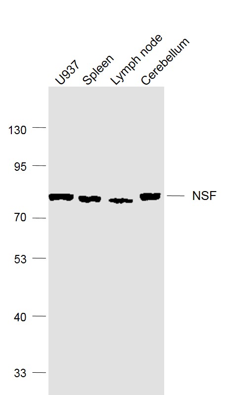 Lane 1: U937 cell lysates; Lane 2: Mouse Spleen lysates; Lane 3: Mouse Lymph node lysates; Lane 4: Mouse Cerebellum lysates probed with NSF Polyclonal Antibody, Unconjugated (bs-11255R) at 1:1000 dilution and 4˚C overnight incubation. Followed by conjugated secondary antibody incubation at 1:20000 for 60 min at 37˚C.