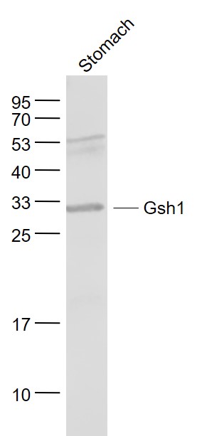 Lane 1: Stomach lysates probed with Gsh1 Polyclonal Antibody, Unconjugated (bs-11612R) at 1:1000 dilution and 4˚C overnight incubation. Followed by conjugated secondary antibody incubation at 1:20000 for 60 min at 37˚C.