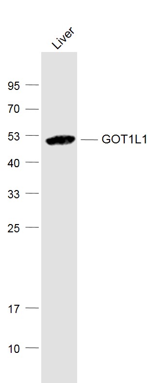 Mouse liver lysates probed with GOT1L1 Polyclonal Antibody, Unconjugated (bs-13494R) at 1:1000 dilution and 4˚C overnight incubation. Followed by conjugated secondary antibody incubation at 1:20000 for 60 min at 37˚C.