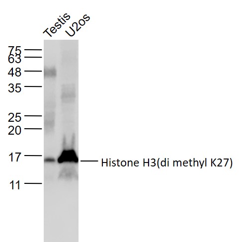 Lane 1: Mouse Testis lysates; Lane 2: U2os cell lysates probed with Histone H3(di methyl K27) Monoclonal Antibody, Unconjugated (bsm-33107M) at 1:1000 dilution and 4˚C overnight incubation. Followed by conjugated secondary antibody incubation at 1:20000 for 60 min at 37˚C.
