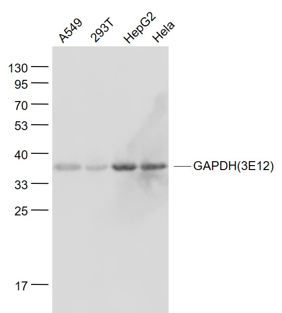 Lane 1: A549 cell lysates; Lane 2: 293T cell lysates; Lane 3: HepG2 cell lysates; Lane 4: Hela cell lysates probed with GAPDH(3E12) Monoclonal Antibody, Unconjugated (bsm-0978M) at 1:1000 dilution and 4˚C overnight incubation. Followed by conjugated secondary antibody incubation at 1:20000 for 60 min at 37˚C.