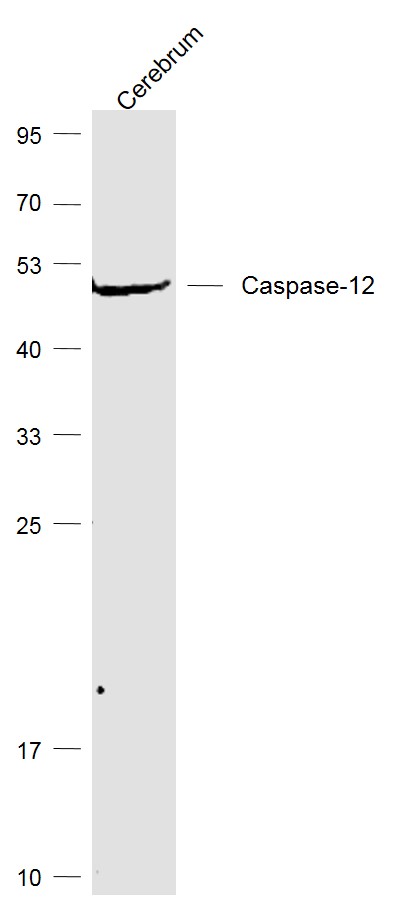 Lane 1: Cerebrum lysates probed with Caspase 12 Polyclonal Antibody, Unconjugated (bs-1105R) at 1:1000 dilution and 4˚C overnight incubation. Followed by conjugated secondary antibody incubation at 1:20000 for 60 min at 37˚C.