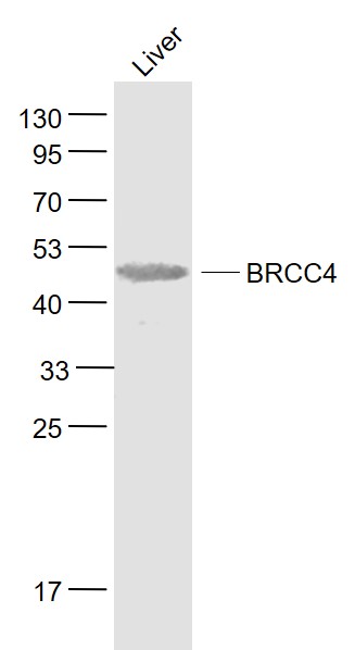 Lane 1: Liver lysates probed with BRCC45 Polyclonal Antibody, Unconjugated (bs-5710R) at 1:1000 dilution and 4˚C overnight incubation. Followed by conjugated secondary antibody incubation at 1:20000 for 60 min at 37˚C.