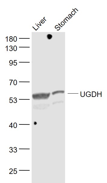 Lane 1: Mouse Liver lysates; Lane 2: Mouse Stomach lysates probed with UGDH Polyclonal Antibody, Unconjugated (bs-6715R) at 1:1000 dilution and 4˚C overnight incubation. Followed by conjugated secondary antibody incubation at 1:20000 for 60 min at 37˚C.