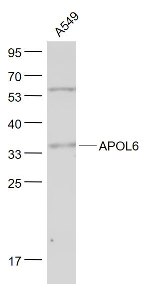 Lane 1: A549 cell lysates probed with APOL6 Polyclonal Antibody, Unconjugated (bs-7095R) at 1:1000 dilution and 4˚C overnight incubation. Followed by conjugated secondary antibody incubation at 1:20000 for 60 min at 37˚C.