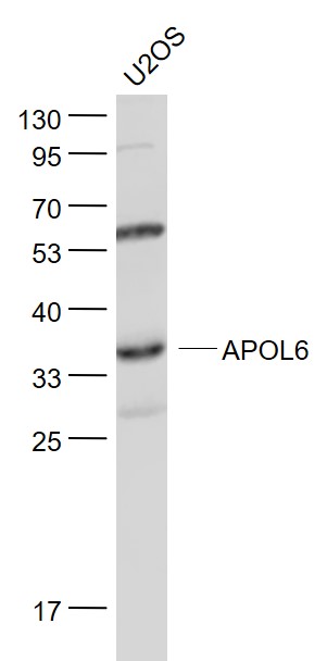Lane 1: U2os cell lysates probed with APOL6 Polyclonal Antibody, Unconjugated (bs-7095R) at 1:1000 dilution and 4˚C overnight incubation. Followed by conjugated secondary antibody incubation at 1:20000 for 60 min at 37˚C.