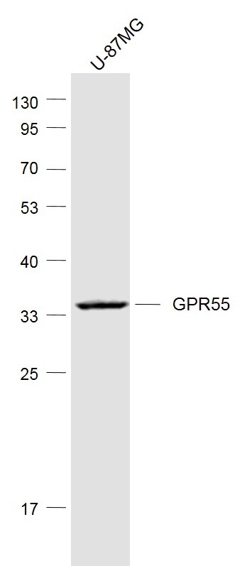 Lane 1: U87MG human cell lysates probed with GPR55 Polyclonal Antibody, Unconjugated (bs-7686R) at 1:1000 dilution and 4˚C overnight incubation. Followed by conjugated secondary antibody incubation at 1:20000 for 60 min at 37˚C.