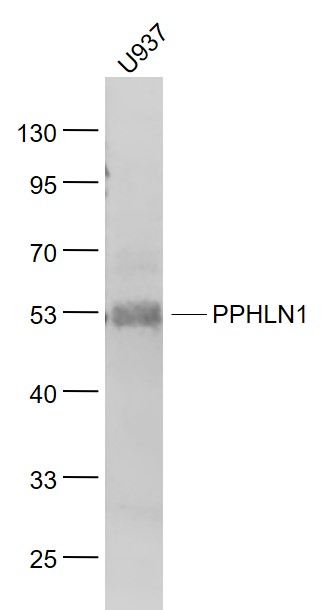 Lane 1: U937 cell lysates probed with PPHLN1 Polyclonal Antibody, Unconjugated (bs-7872R) at 1:1000 dilution and 4˚C overnight incubation. Followed by conjugated secondary antibody incubation at 1:20000 for 60 min at 37˚C.