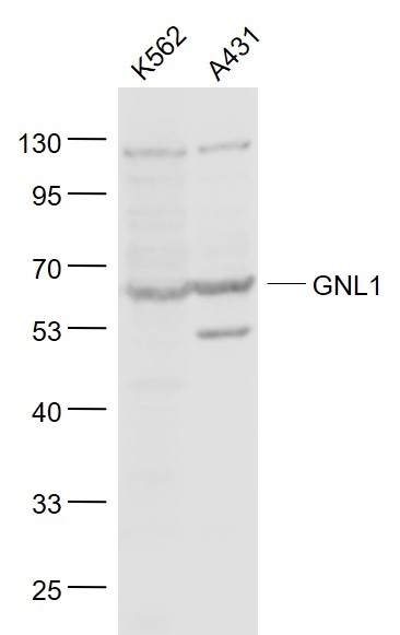Lane 1: K562 cell lysates; Lane 2: A431 cell lysates probed with GNL1 Polyclonal Antibody, Unconjugated (bs-8040R) at 1:1000 dilution and 4˚C overnight incubation. Followed by conjugated secondary antibody incubation at 1:20000 for 60 min at 37˚C.
