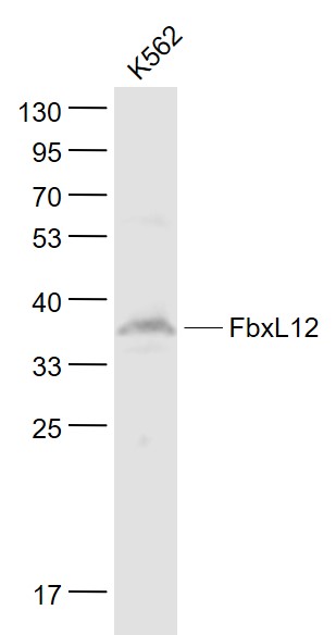 Lane 1: K562 cell lysates probed with FbxL12 Polyclonal Antibody, Unconjugated (bs-8466R) at 1:1000 dilution and 4˚C overnight incubation. Followed by conjugated secondary antibody incubation at 1:20000 for 60 min at 37˚C.