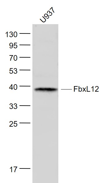 Lane 1: U937 cell lysates probed with FbxL12 Polyclonal Antibody, Unconjugated (bs-8466R) at 1:1000 dilution and 4˚C overnight incubation. Followed by conjugated secondary antibody incubation at 1:20000 for 60 min at 37˚C. Lane 1: U937 cell lysates probed with FbxL12 Polyclonal Antibody, Unconjugated (bs-8466R) at 1:1000 dilution and 4˚C overnight incubation. Followed by conjugated secondary antibody incubation at 1:20000 for 60 min at 37˚C.