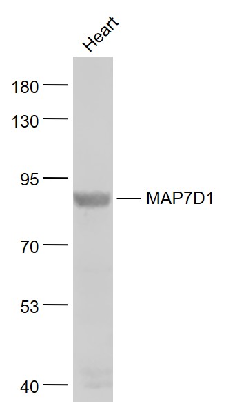 Lane 1: Heart lysates probed with MAP7D1 Polyclonal Antibody, Unconjugated (bs-9314R) at 1:1000 dilution and 4˚C overnight incubation. Followed by conjugated secondary antibody incubation at 1:20000 for 60 min at 37˚C.