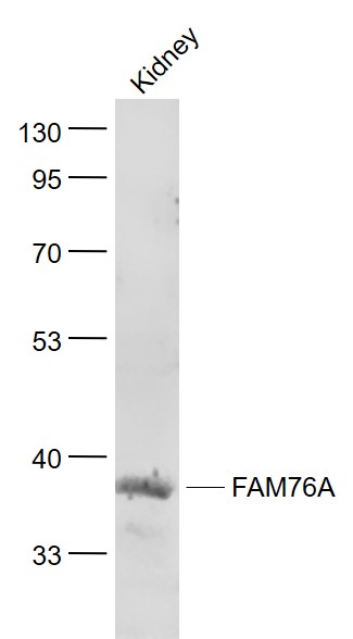 Lane 1: Kindey lysates probed with FAM76A Polyclonal Antibody, Unconjugated (bs-9658R) at 1:1000 dilution and 4˚C overnight incubation. Followed by conjugated secondary antibody incubation at 1:20000 for 60 min at 37˚C.