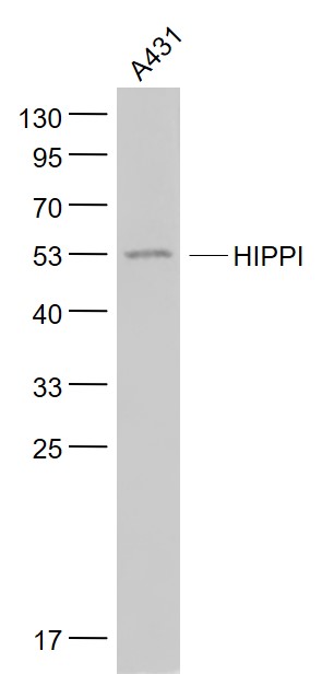 Lane 1: A431 cell lysates probed with HIPPI Polyclonal Antibody, Unconjugated (bs-11697R) at 1:1000 dilution and 4˚C overnight incubation. Followed by conjugated secondary antibody incubation at 1:20000 for 60 min at 37˚C.