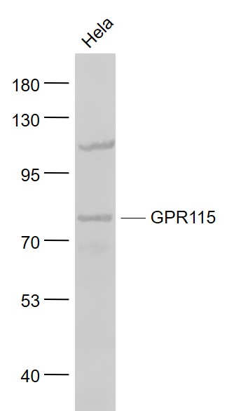 Lane 1: Hela cell lysates probed with GPR115 Polyclonal Antibody, Unconjugated (bs-12026R) at 1:1000 dilution and 4˚C overnight incubation. Followed by conjugated secondary antibody incubation at 1:20000 for 60 min at 37˚C.