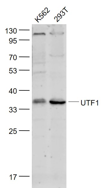 Lane 1: K562 cell lysates; Lane 2: 293T cell lysates probed with UTF1 Polyclonal Antibody, Unconjugated (bs-12207R) at 1:1000 dilution and 4˚C overnight incubation. Followed by conjugated secondary antibody incubation at 1:20000 for 60 min at 37˚C.