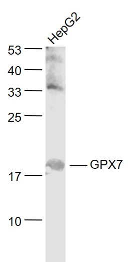 Lane 1: HepG2 cell lysates probed with GPX7/Glutathione Peroxidase 7 Polyclonal Antibody, Unconjugated (bs-13397R) at 1:1000 dilution and 4˚C overnight incubation. Followed by conjugated secondary antibody incubation at 1:20000 for 60 min at 37˚C.