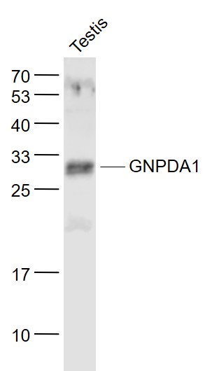 Lane 1: Testis lysates probed with GNPDA1 Polyclonal Antibody, Unconjugated (bs-13473R) at 1:1000 dilution and 4˚C overnight incubation. Followed by conjugated secondary antibody incubation at 1:20000 for 60 min at 37˚C.