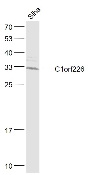Siha cell lysates probed with C1orf226 Polyclonal Antibody, Unconjugated (bs-15060R) at 1:1000 dilution and 4˚C overnight incubation. Followed by conjugated secondary antibody incubation at 1:20000 for 60 min at 37˚C.