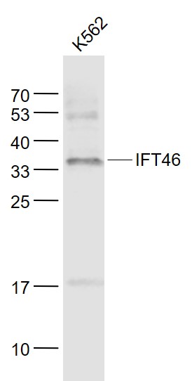 Lane 1: K562 cell lysates probed with IFT46 Polyclonal Antibody, Unconjugated (bs-15563R) at 1:1000 dilution and 4˚C overnight incubation. Followed by conjugated secondary antibody incubation at 1:20000 for 60 min at 37˚C.