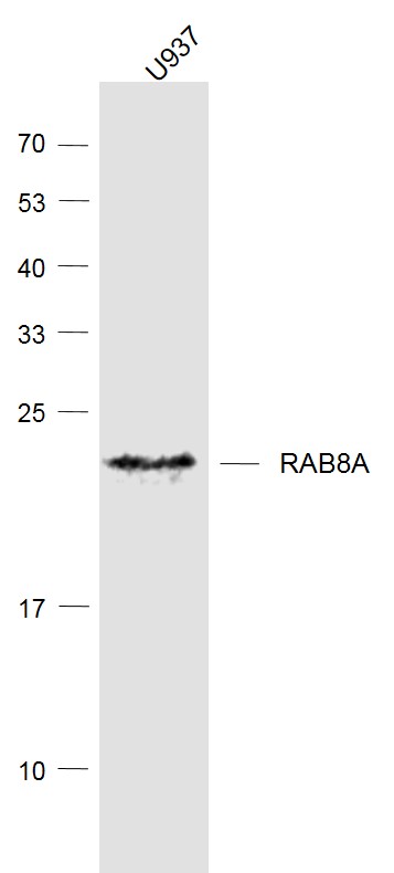 Lane 1: U937 cell lysates probed with RAB8A (8A4) Monoclonal Antibody, Unconjugated (bsm-51077M) at 1:1000 dilution and 4˚C overnight incubation. Followed by conjugated secondary antibody incubation at 1:20000 for 60 min at 37˚C.