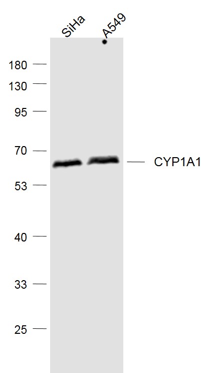 Lane 1: Siha cell lysates; Lane 2: A549 cell lysates probed with CYP1A1 (10G3) Monoclonal Antibody, Unconjugated (bsm-51210M) at 1:1000 dilution and 4˚C overnight incubation. Followed by conjugated secondary antibody incubation at 1:20000 for 60 min at 37˚C.