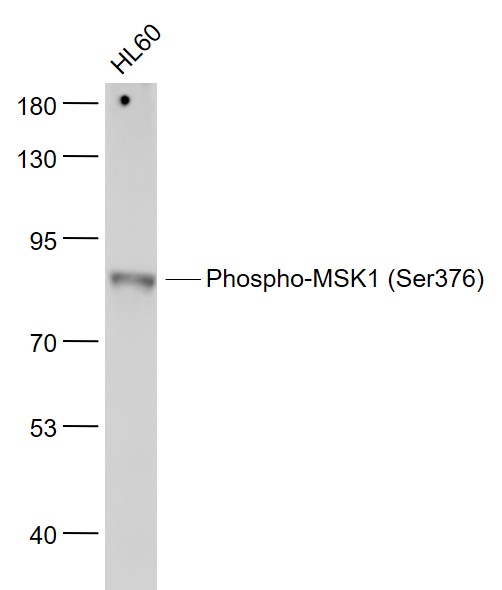 Lane 1: HL60 cell lysates probed with MSK1 (Ser376) (11A1) Monoclonal Antibody, Unconjugated (bsm-52123R) at 1:1000 dilution and 4˚C overnight incubation. Followed by conjugated secondary antibody incubation at 1:20000 for 60 min at 37˚C.