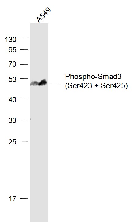 SMAD3 Monoclonal Antibody – Bioss