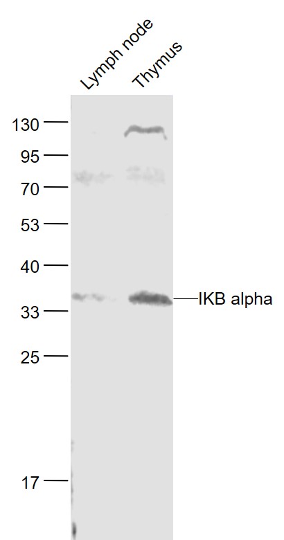 Lane 1: Mouse Lymph node lysates; Lane 2: Mouse Thymus lysates probed with NFKBIA\/IKB alpha Polyclonal Antibody, Unconjugated (bs-1287R) at 1:1000 dilution and 4˚C overnight incubation. Followed by conjugated secondary antibody incubation at 1:20000 for 60 min at 37˚C.