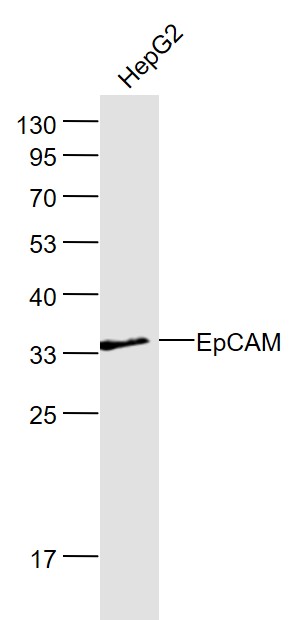 Lane 1: HepG2 lysates probed with EpCAM/CD326 Polyclonal Antibody, Unconjugated (bs-1513R) at 1:1000 dilution and 4˚C overnight incubation. Followed by conjugated secondary antibody incubation at 1:20000 for 60 min at 37˚C.