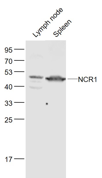 Lane 1: Mouse Lymph node lysates; Lane 2: Mouse Spleen lysates probed with NCR1 Polyclonal Antibody, Unconjugated (bs-10027R) at 1:1000 dilution and 4˚C overnight incubation. Followed by conjugated secondary antibody incubation at 1:20000 for 60 min at 37˚C.