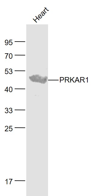Lane 1: Heart lysates probed with PRKAR1 Polyclonal Antibody, Unconjugated (bs-3969R) at 1:1000 dilution and 4˚C overnight incubation. Followed by conjugated secondary antibody incubation at 1:20000 for 60 min at 37˚C. Lane 1: Heart lysates probed with PRKAR1 Polyclonal Antibody, Unconjugated (bs-3969R) at 1:1000 dilution and 4˚C overnight incubation. Followed by conjugated secondary antibody incubation at 1:20000 for 60 min at 37˚C.