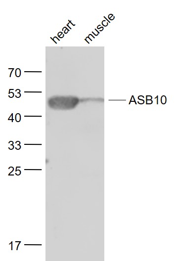 Lane 1: Mouse Heart lysates; Lane 2: Mouse Muscle lysates probed with ASB10 Polyclonal Antibody, Unconjugated (bs-4653R) at 1:1000 dilution and 4˚C overnight incubation. Followed by conjugated secondary antibody incubation at 1:20000 for 60 min at 37˚C.