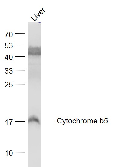 Lane 1: Liver lysates probed with Cytochrome b5 Polyclonal Antibody, Unconjugated (bs-5115R) at 1:1000 dilution and 4˚C overnight incubation. Followed by conjugated secondary antibody incubation at 1:20000 for 60 min at 37˚C.