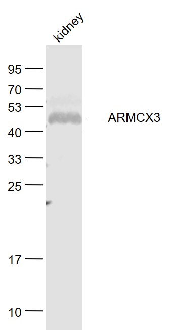 Lane 1: Kindey lysates probed with ARMCX3 Polyclonal Antibody, Unconjugated (bs-5990R) at 1:1000 dilution and 4˚C overnight incubation. Followed by conjugated secondary antibody incubation at 1:20000 for 60 min at 37˚C.
