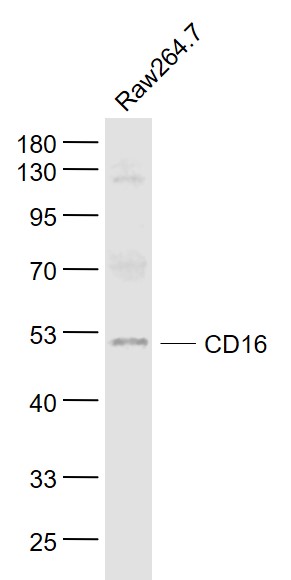 Lane 1: Raw264.7 cell lysates probed with CD16 Polyclonal Antibody, Unconjugated (bs-6028R) at 1:1000 dilution and 4˚C overnight incubation. Followed by conjugated secondary antibody incubation at 1:20000 for 60 min at 37˚C.