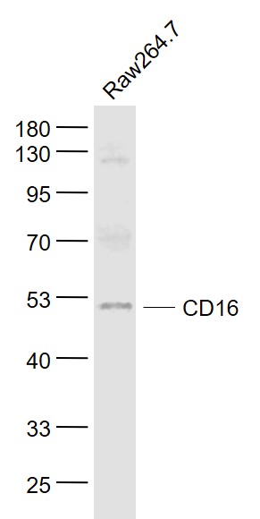 Lane 1: Raw264.7 cell lysates probed with CD16 Polyclonal Antibody, Unconjugated (bs-6028R) at 1:1000 dilution and 4˚C overnight incubation. Followed by conjugated secondary antibody incubation at 1:20000 for 60 min at 37˚C. Lane 1: Raw264.7 cell lysates probed with CD16 Polyclonal Antibody, Unconjugated (bs-6028R) at 1:1000 dilution and 4˚C overnight incubation. Followed by conjugated secondary antibody incubation at 1:20000 for 60 min at 37˚C.