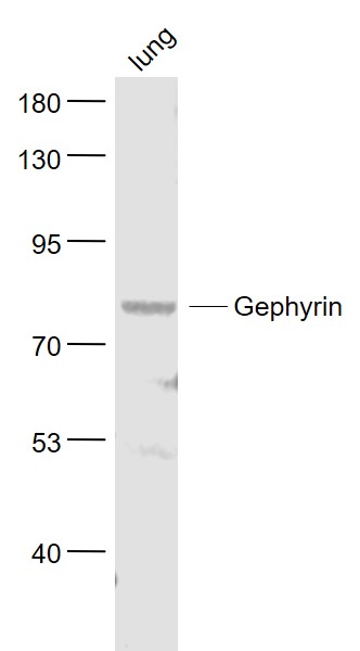 Lane 1: Lung lysates probed with Gephyrin Polyclonal Antibody, Unconjugated (bs-6644R) at 1:1000 dilution and 4˚C overnight incubation. Followed by conjugated secondary antibody incubation at 1:20000 for 60 min at 37˚C.