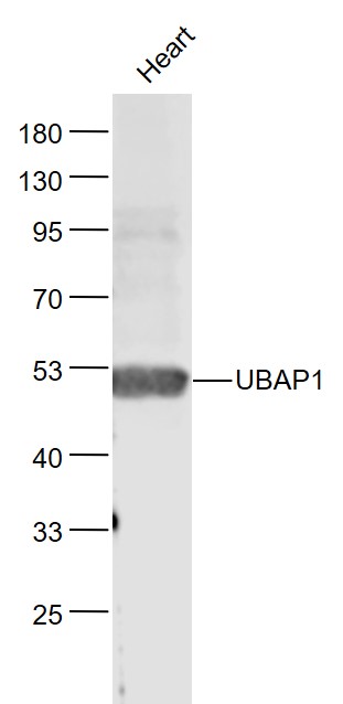 Lane 1: Heart lysates probed with UBAP1 Polyclonal Antibody, Unconjugated (bs-6748R) at 1:1000 dilution and 4˚C overnight incubation. Followed by conjugated secondary antibody incubation at 1:20000 for 60 min at 37˚C.