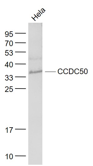 Lane 1: Hela cell lysates probed with CCDC50 Polyclonal Antibody, Unconjugated (bs-6920R) at 1:1000 dilution and 4˚C overnight incubation. Followed by conjugated secondary antibody incubation at 1:20000 for 60 min at 37˚C.