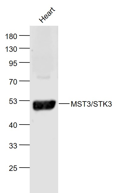 Lane 1: Heart lysates probed with STK3+STK4 Polyclonal Antibody, Unconjugated (bs-7599R) at 1:1000 dilution and 4˚C overnight incubation. Followed by conjugated secondary antibody incubation at 1:20000 for 60 min at 37˚C.