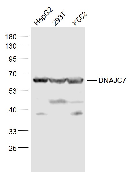 Lane 1: HepG2 cell lysates; Lane 2: 293T cell lysates; Lane 3: K562 cell lysates probed with DNAJC7 Polyclonal Antibody, Unconjugated (bs-8280R) at 1:1000 dilution and 4˚C overnight incubation. Followed by conjugated secondary antibody incubation at 1:20000 for 60 min at 37˚C.